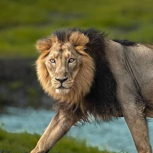 Asiatic Lion Gujrat