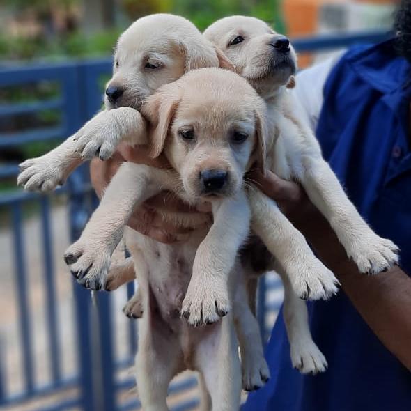 Kerala Dogs Sale Only