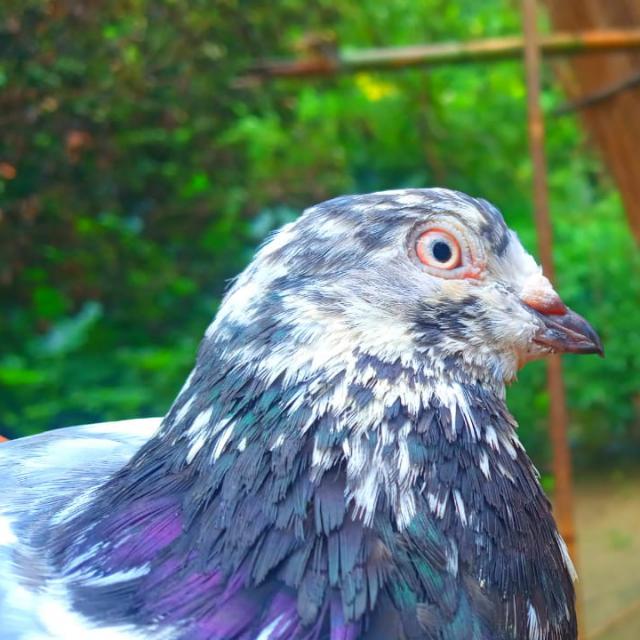 All Pigeon Lovers