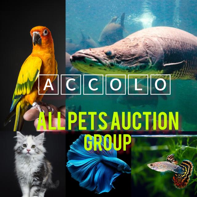 ACCOLO AUCTION (LELAM) GROUP