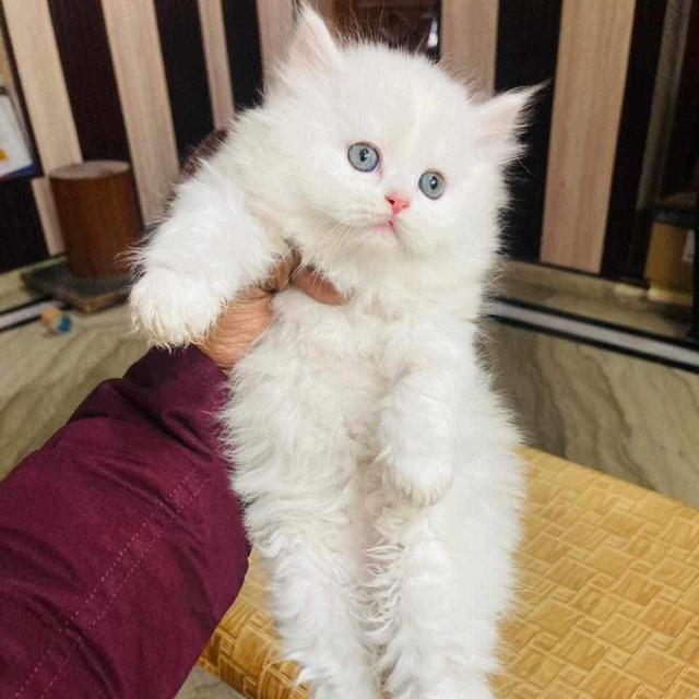 Persian Cat Sale Group